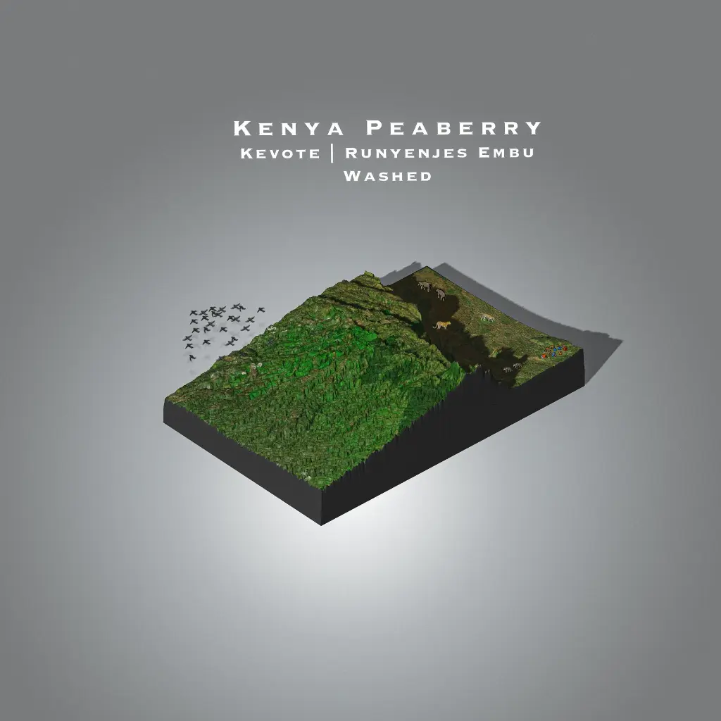 Kenya Peaberry  Kevote Runyenjes Embu Single Origin Filter  Manta.webp