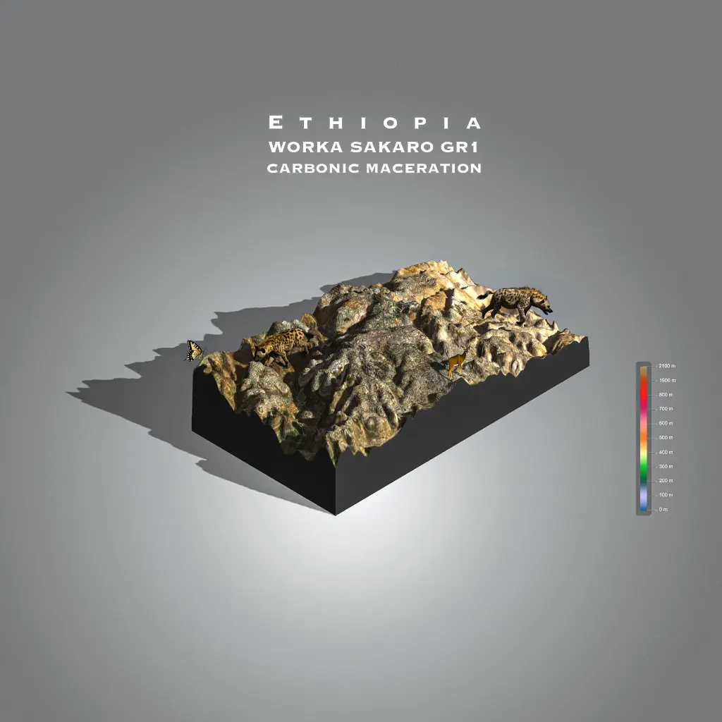 Ethiopia Worka Sakaro Gr 1  Yirgacheffee Carbonic Maceration (Single.webp